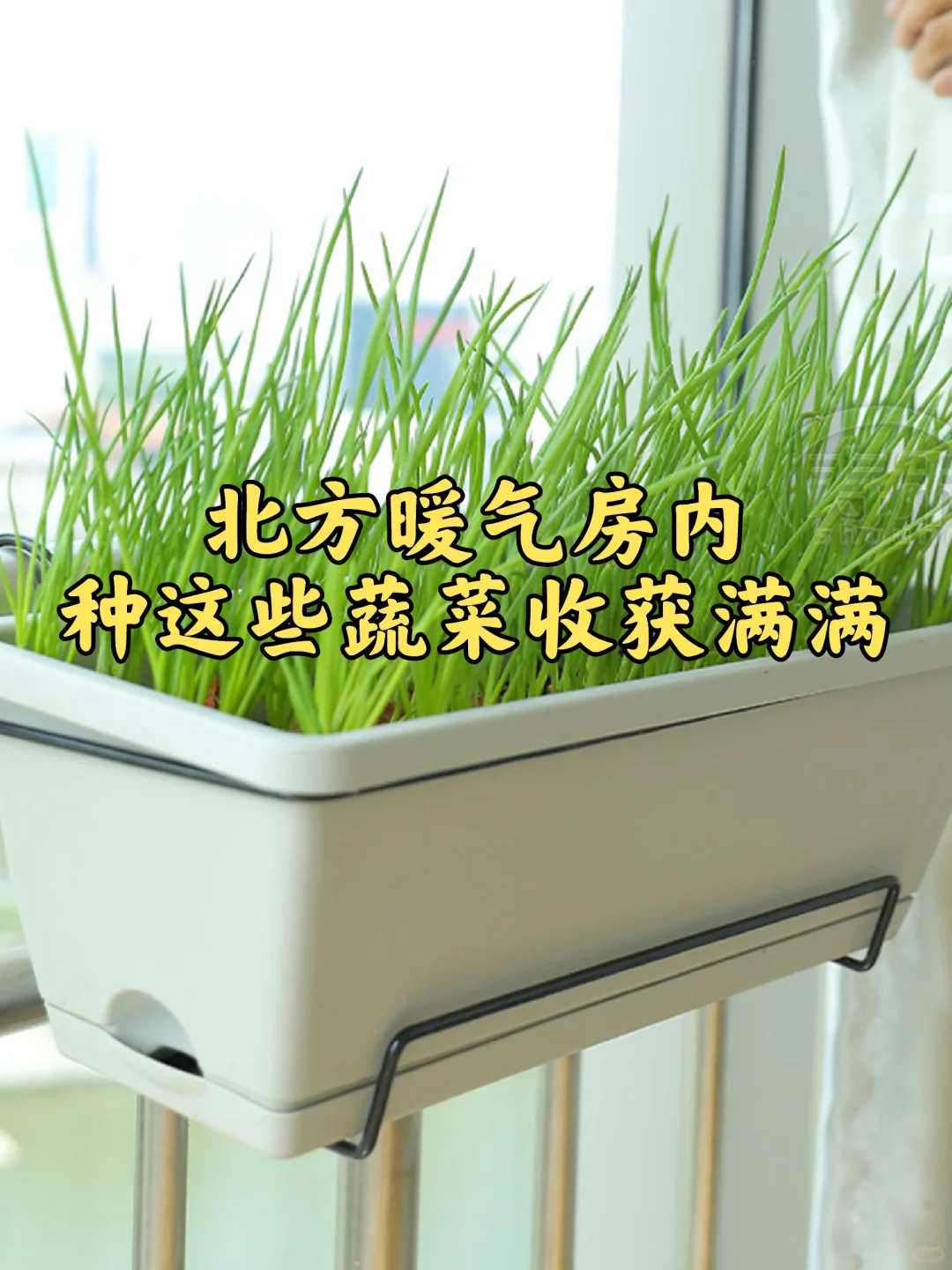 北方冬季室内能种什么菜？种上这些收获满满