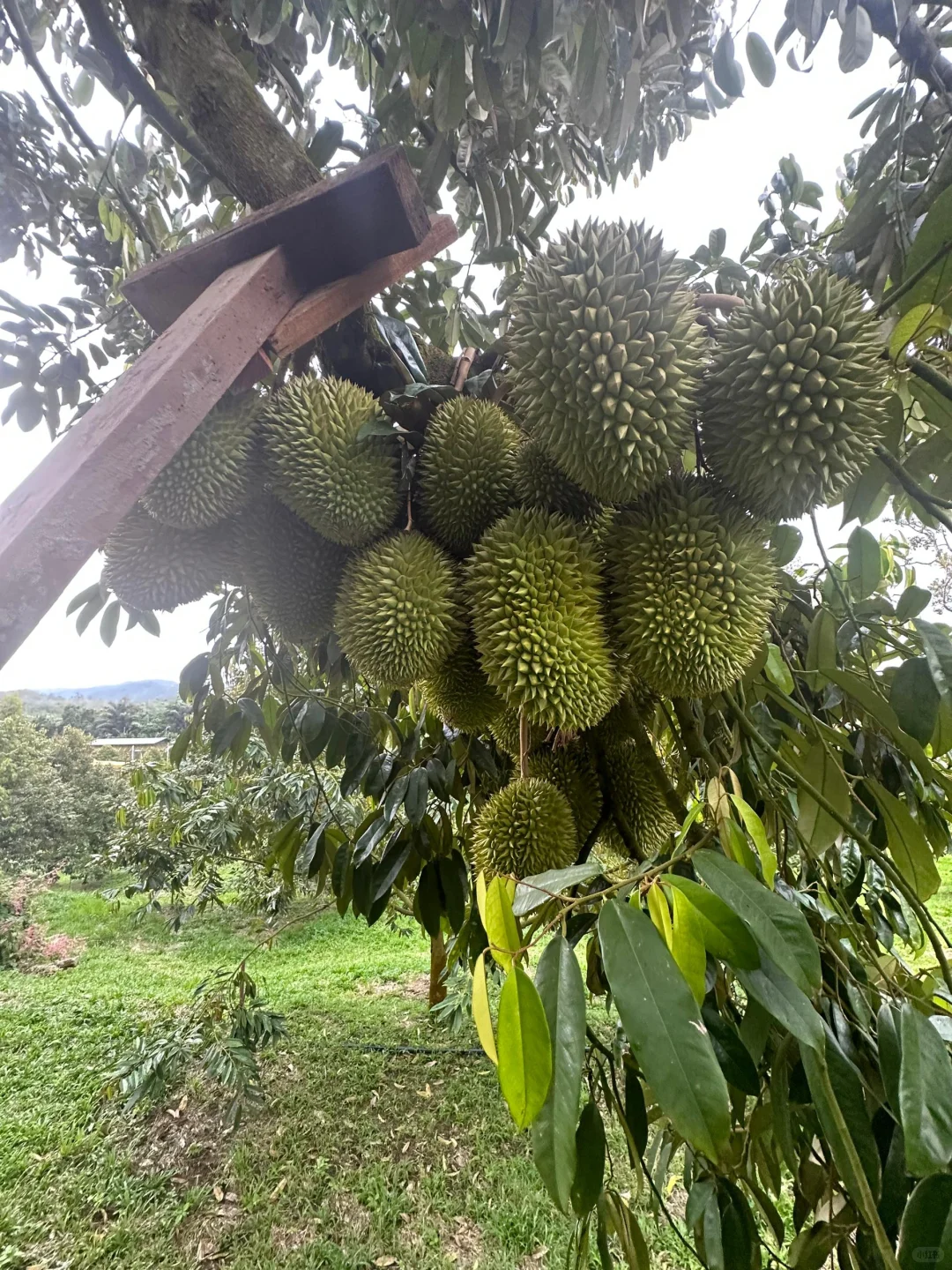 当高科技遇到最传统的农业？！?