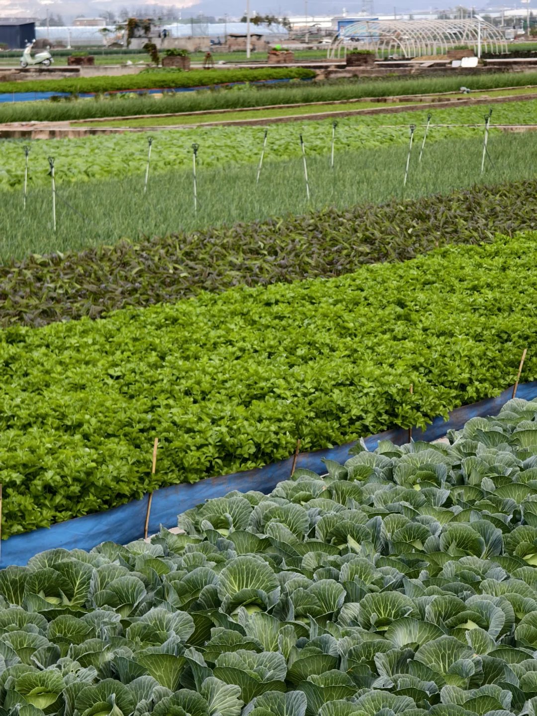 鸽儿们第三季来这里学习种蔬菜呀