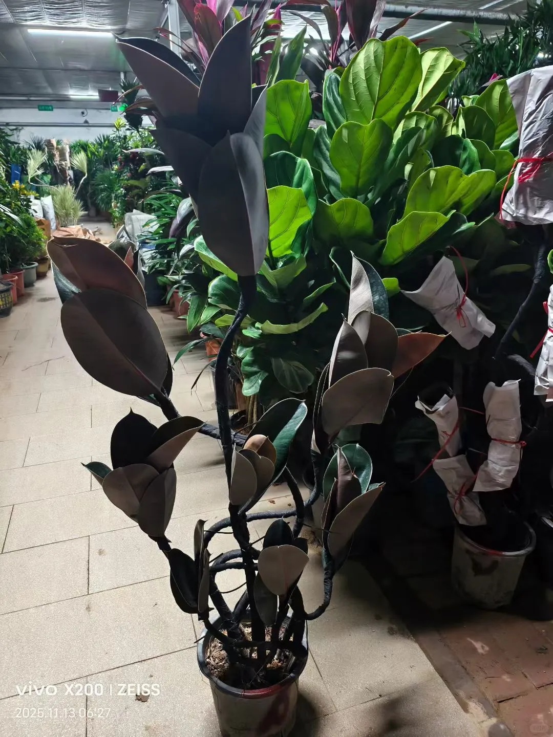 北京鲜花租摆，花卉租赁，绿植租摆公司