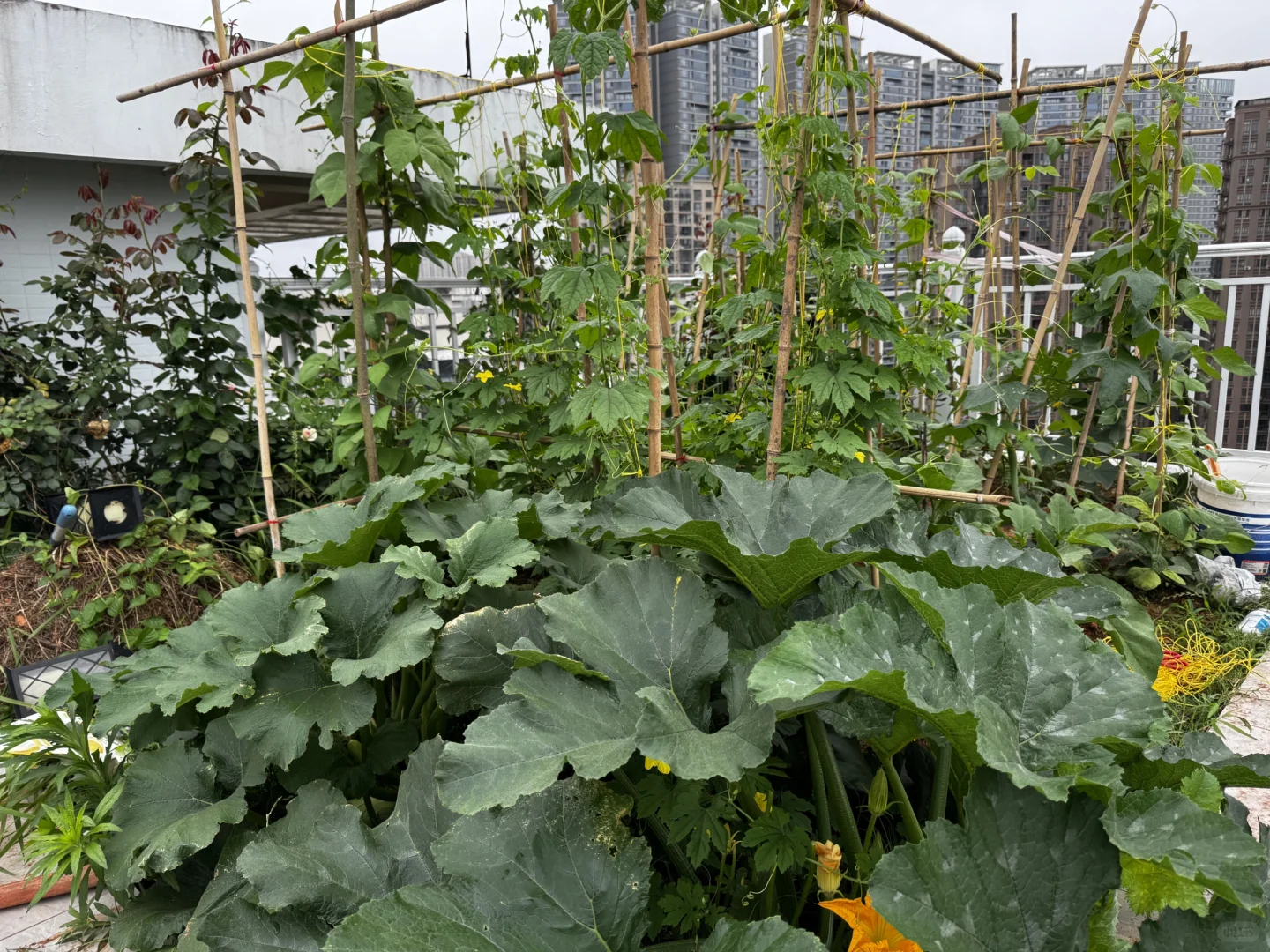 我的菜园丰盛了