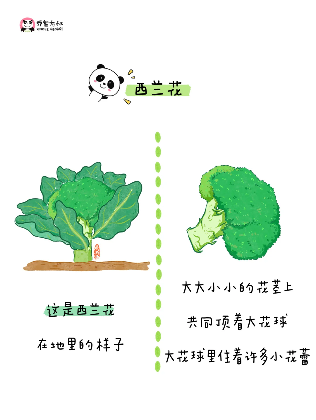 给小朋友的冬季蔬菜认知图鉴