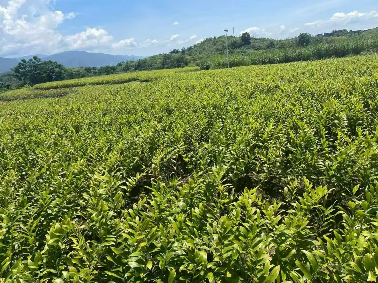 绝佳药材