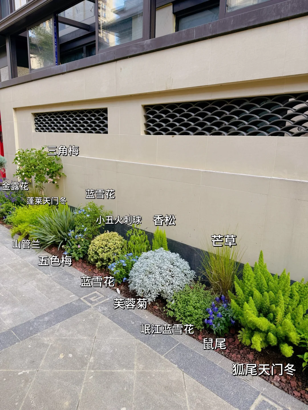 好多姐妹问的绿植详细版来啦?