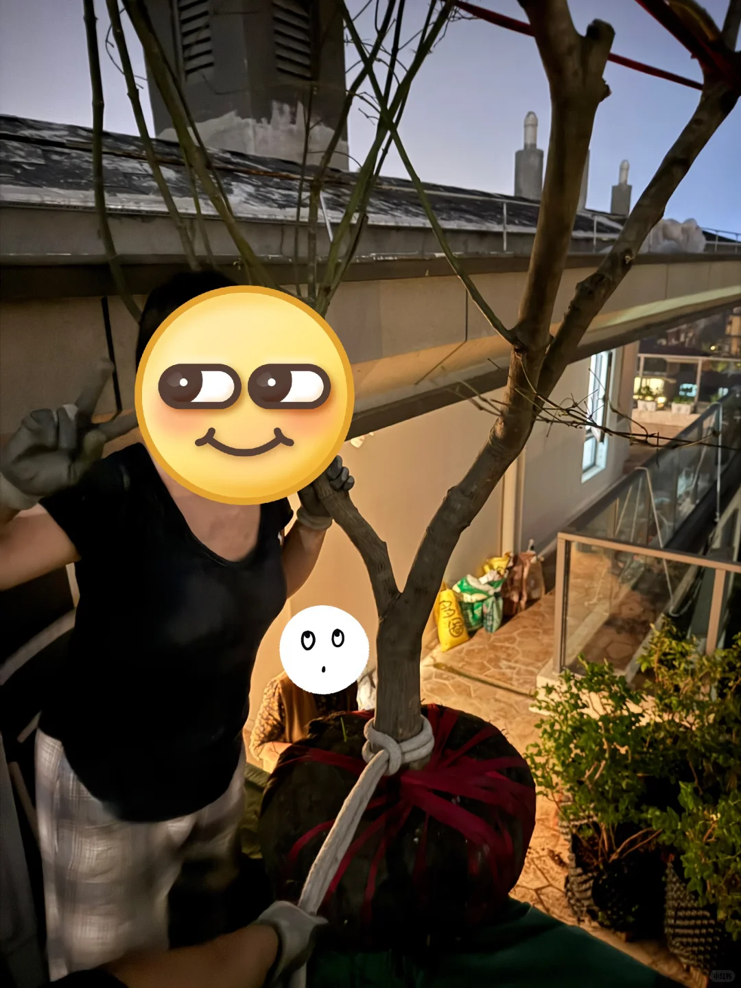 ?生活边角料｜买了棵树? 很重很头疼