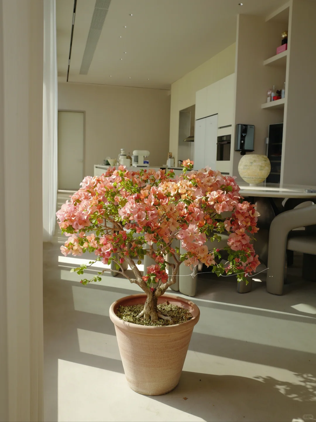 这棵大日落 每年开春都给我惊喜！