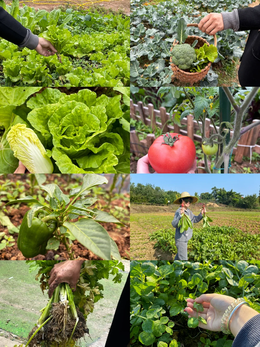 冬日里来逛菜园，看看菜园里面有什么？