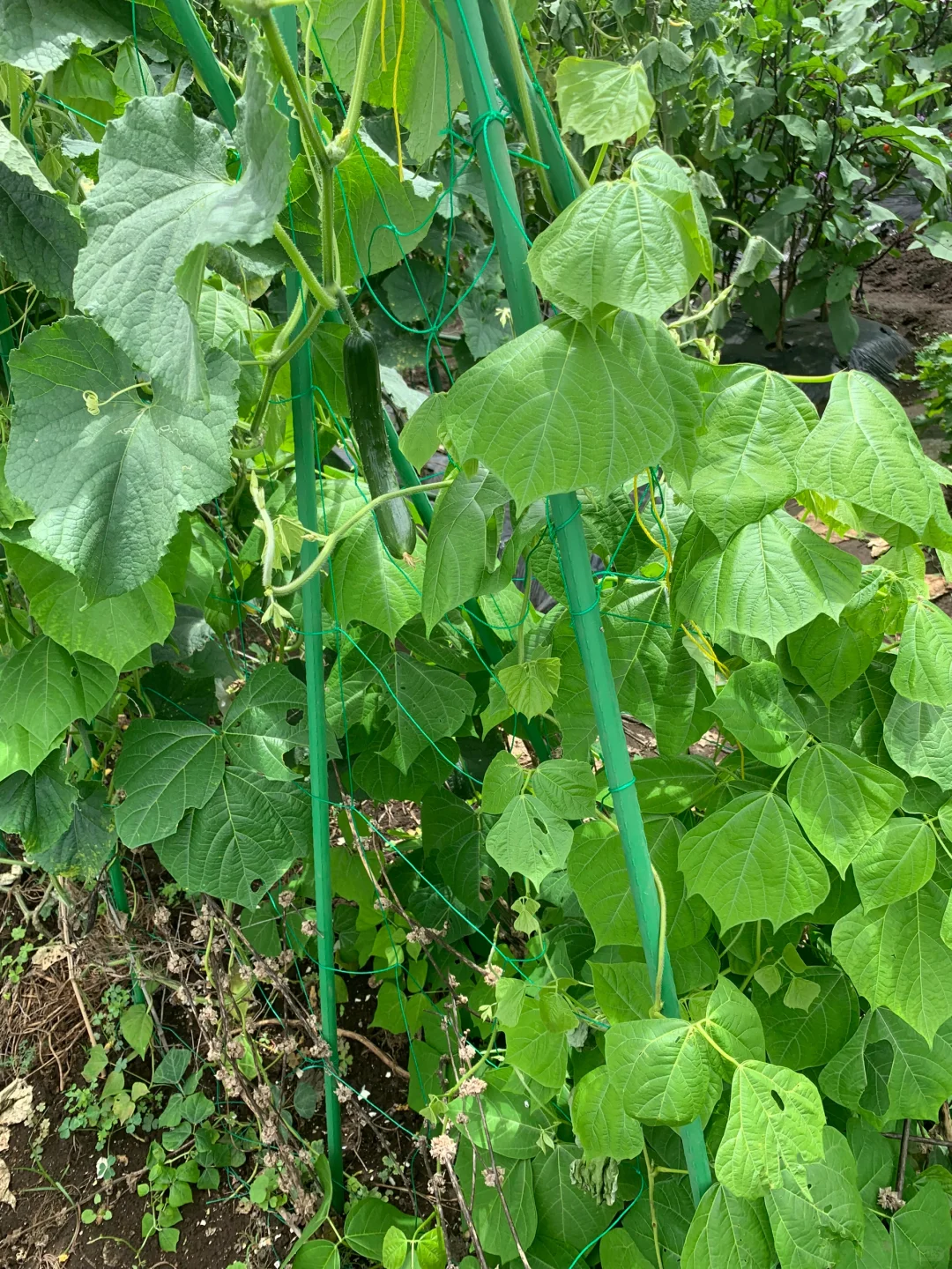 小小菜地，收获多多