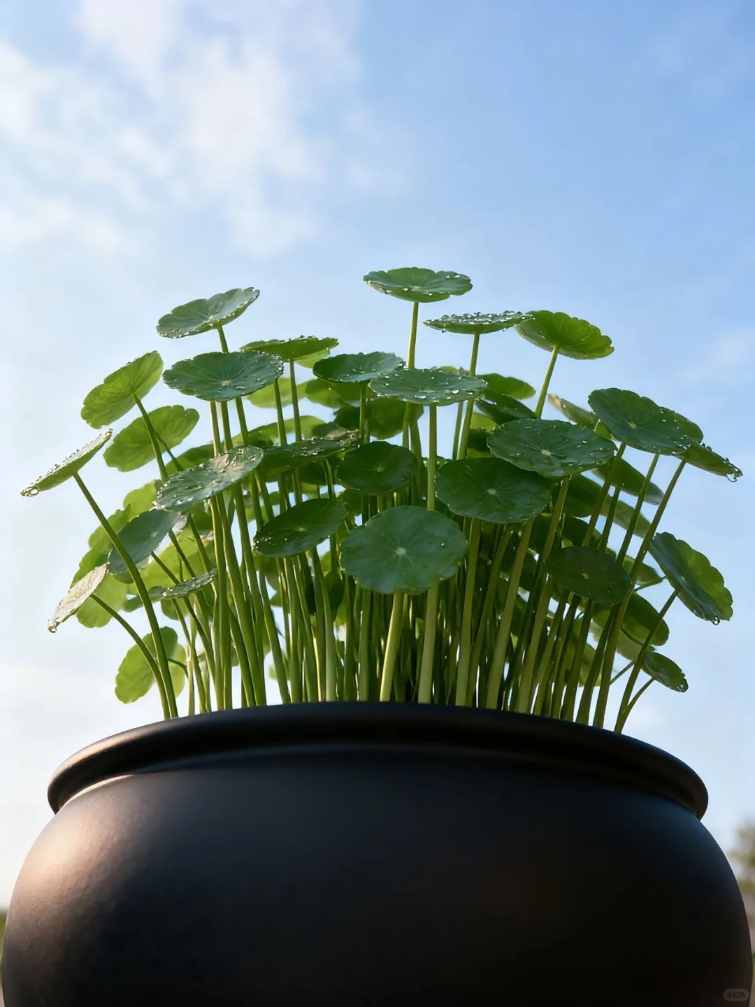 水培铜钱草，细节就5点！