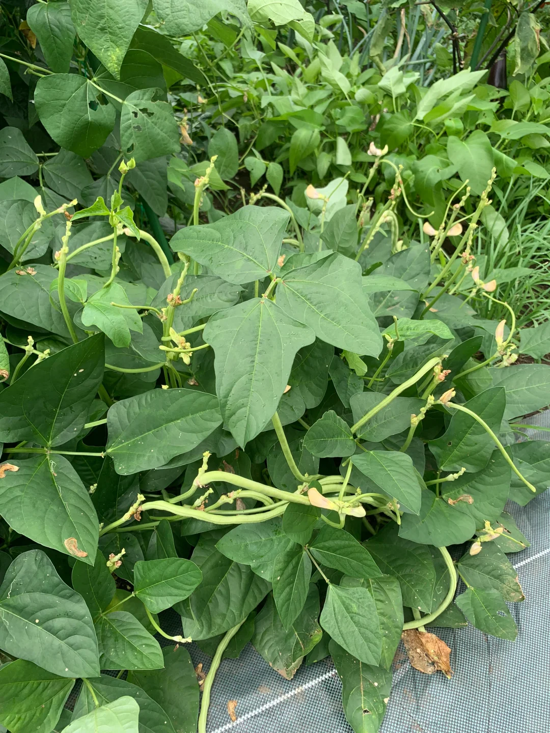 小小菜地，收获多多