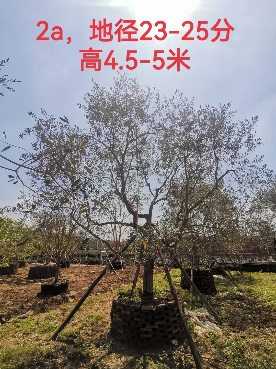 精品油橄榄