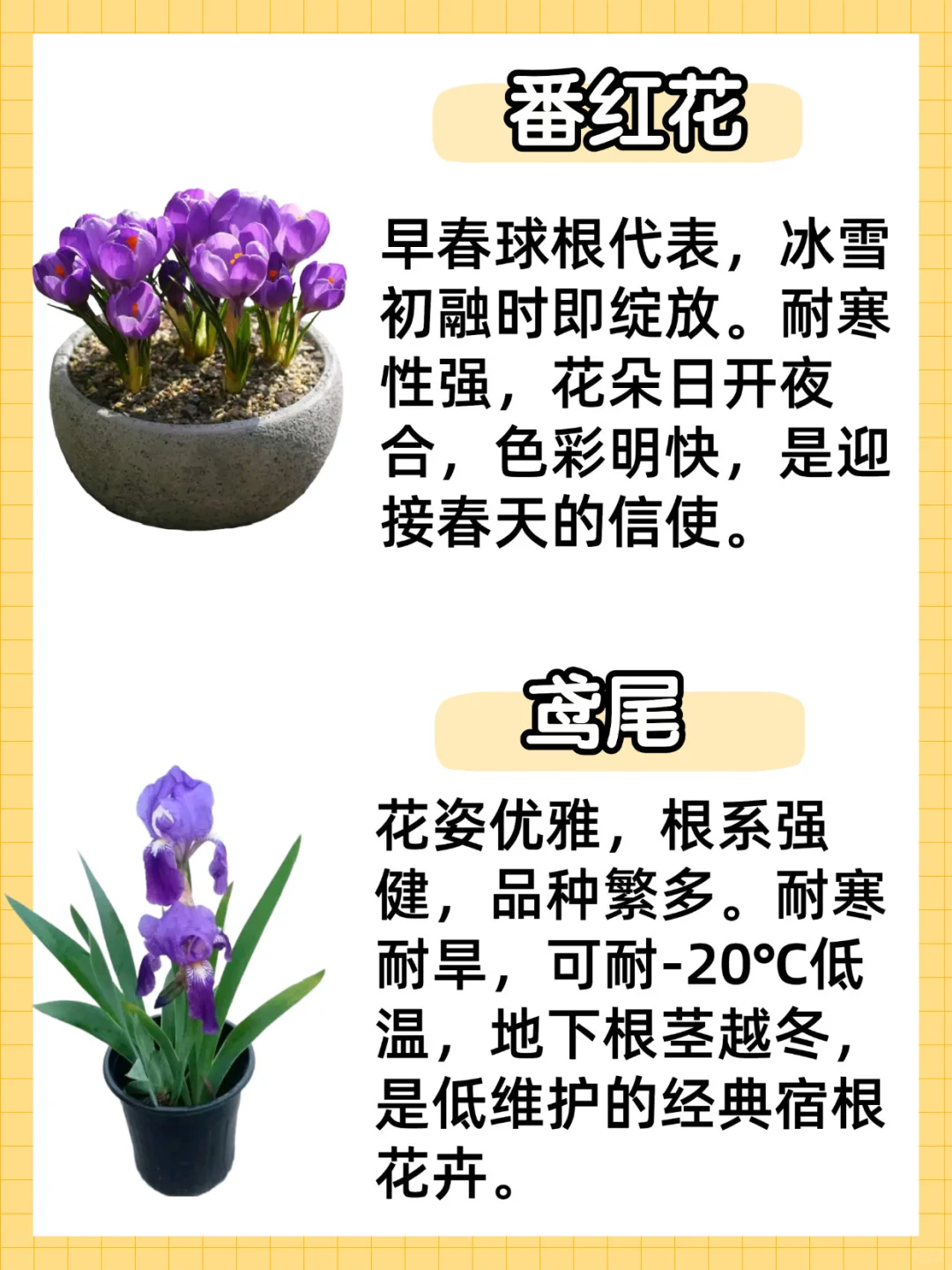 秋冬耐寒植物合集