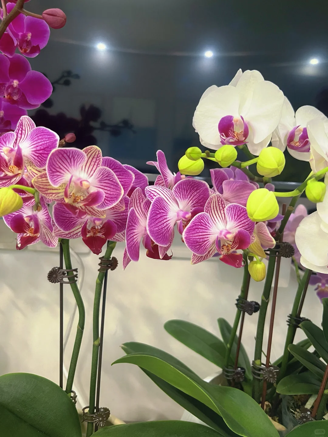 入蝴蝶兰坑才知！养它4招超关键?