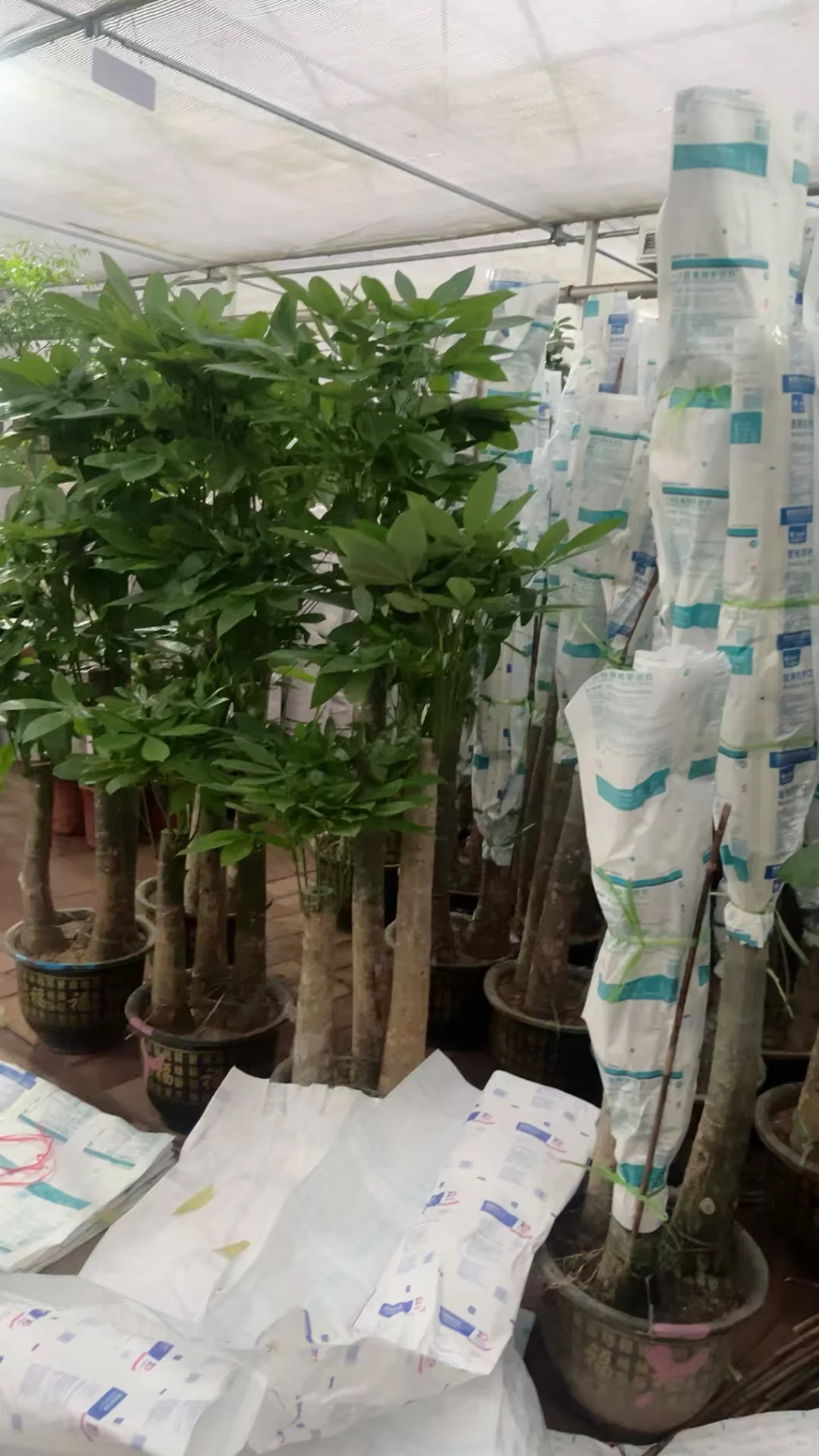 北京鲜花租摆，花卉租赁，绿植租摆公司