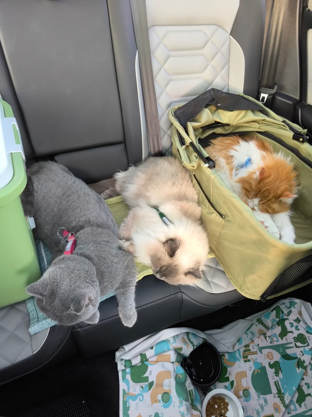 航空/铁路/公路运输 宠物?托运全攻略