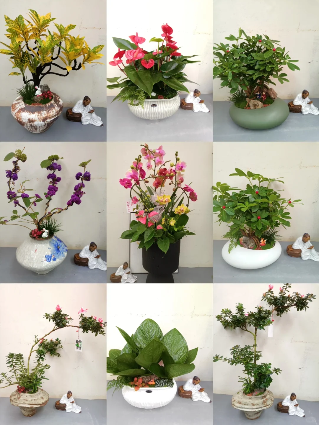 绿植盆栽，让家充满生机与活力！！！