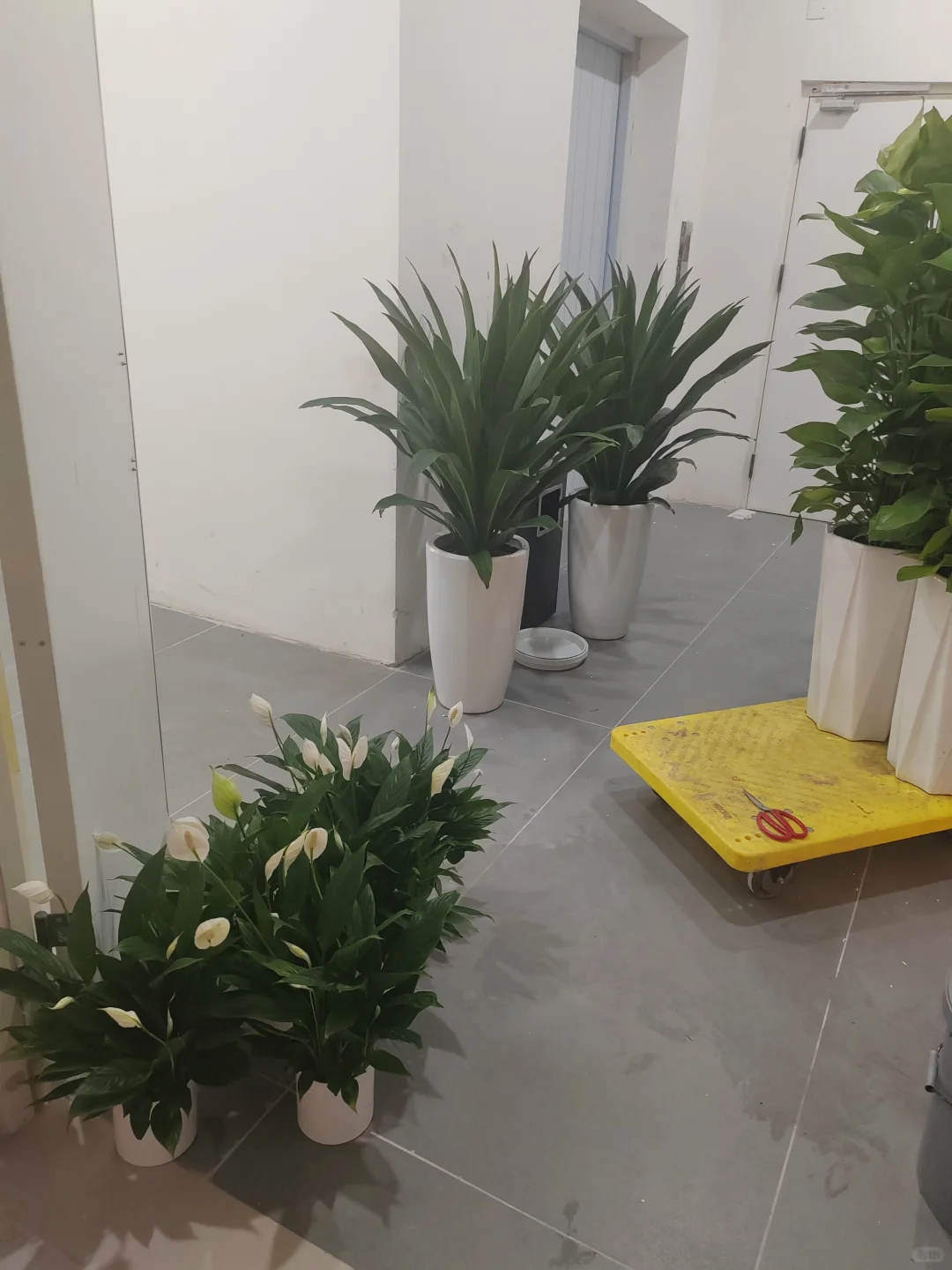 惊呆了！这一堆植物，一天才几块钱