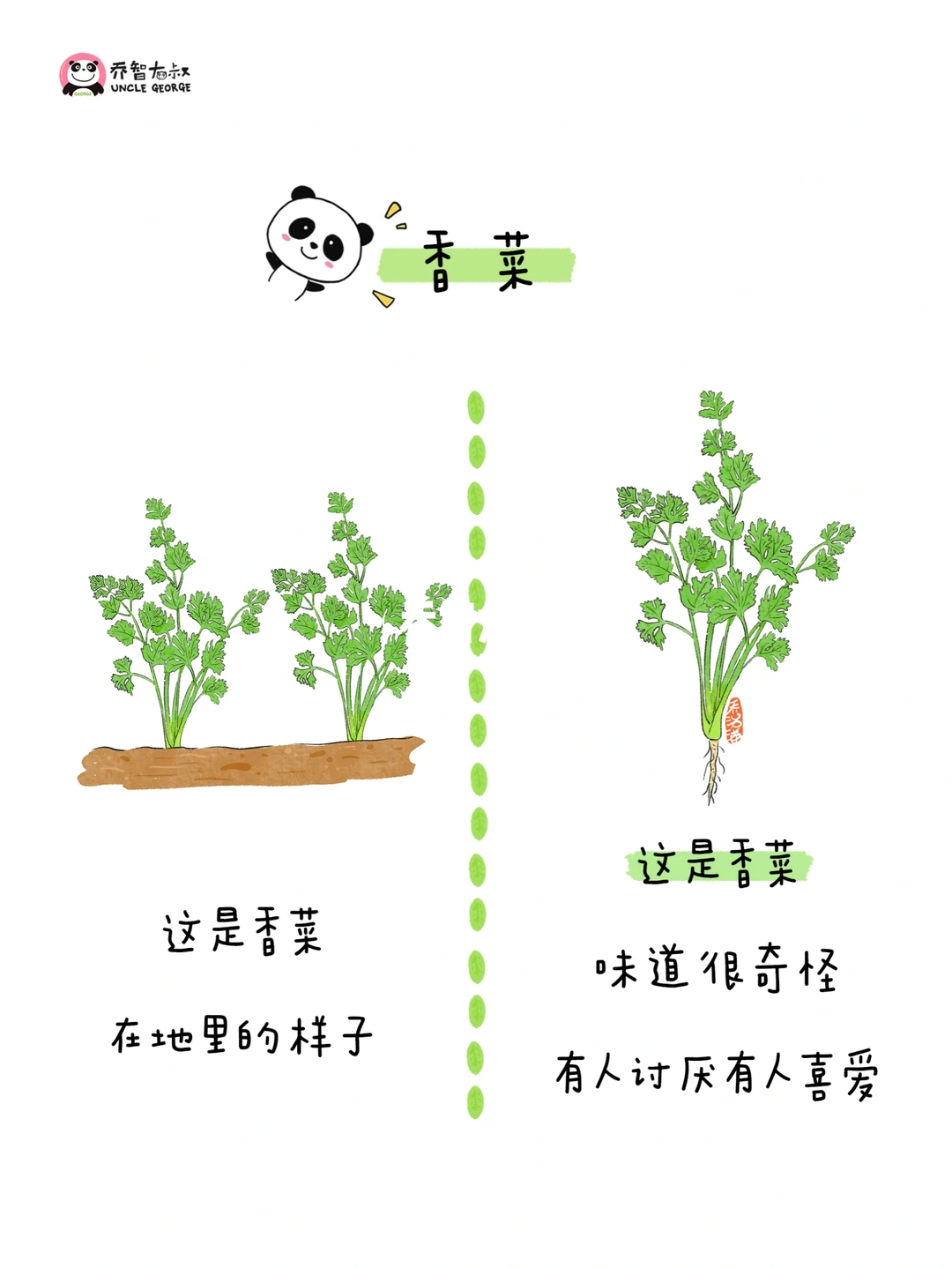 给小朋友的冬季蔬菜认知图鉴