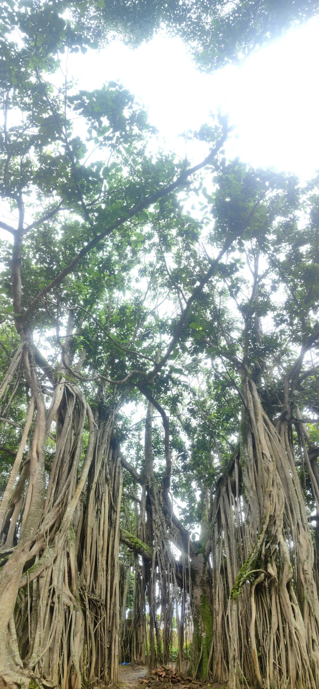 林业类论文选题