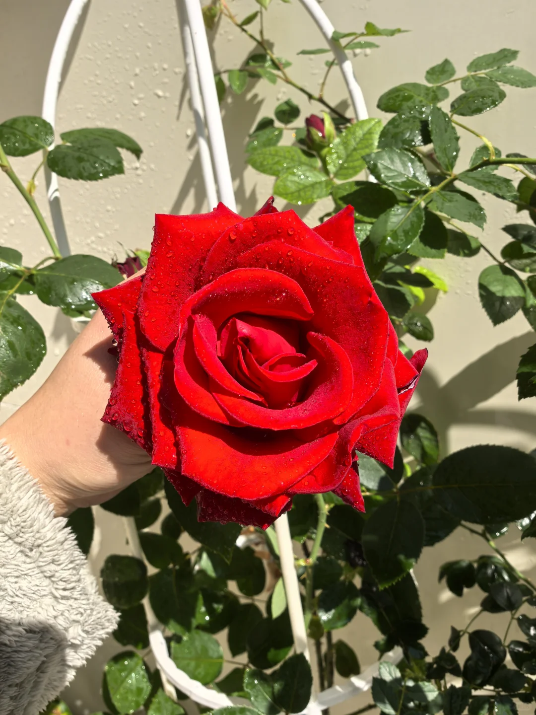 家庭花草种植交流