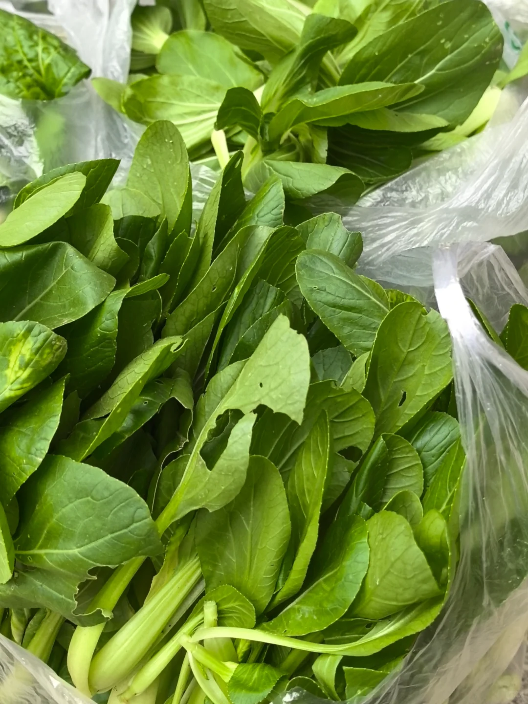 我妈当我来进货呢，?收货新鲜的蔬菜！