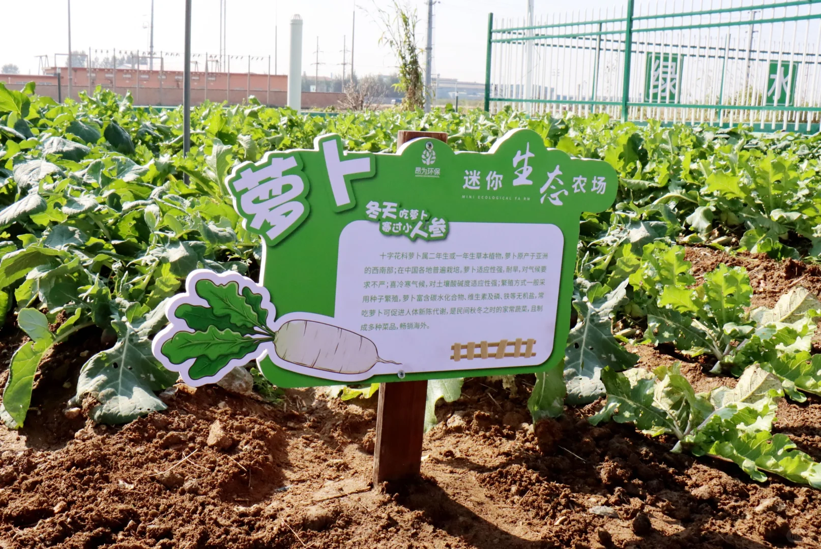 农村生活污水治理资源化利用“最好的方式”