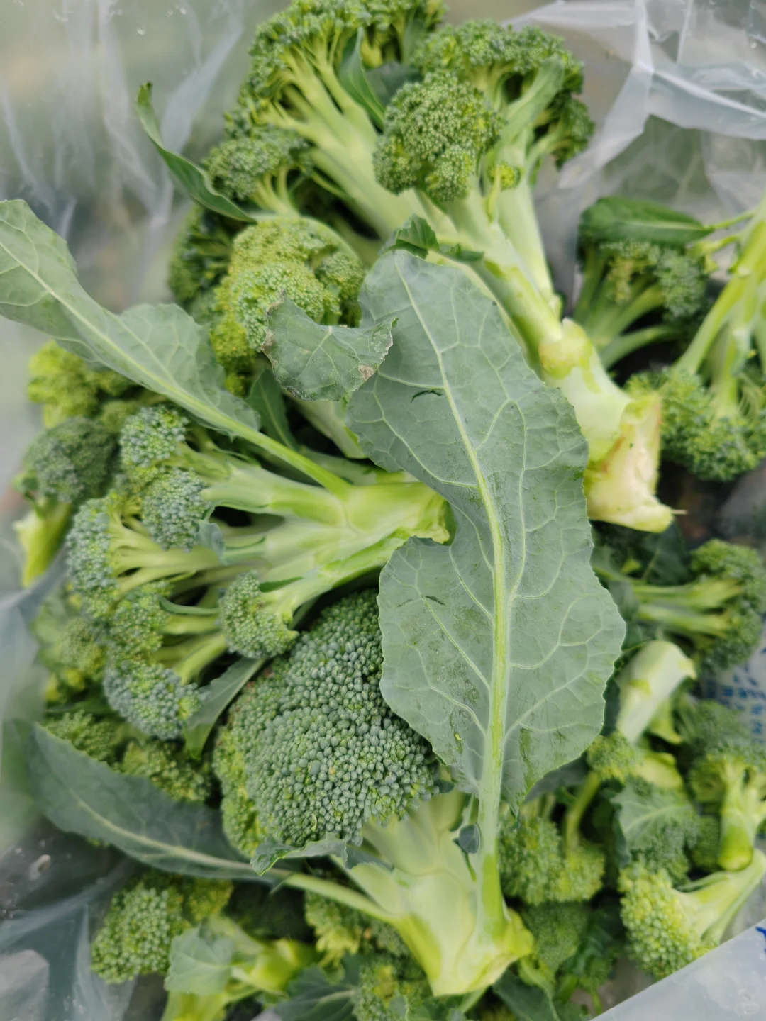 打野之新鲜免费的西兰花?