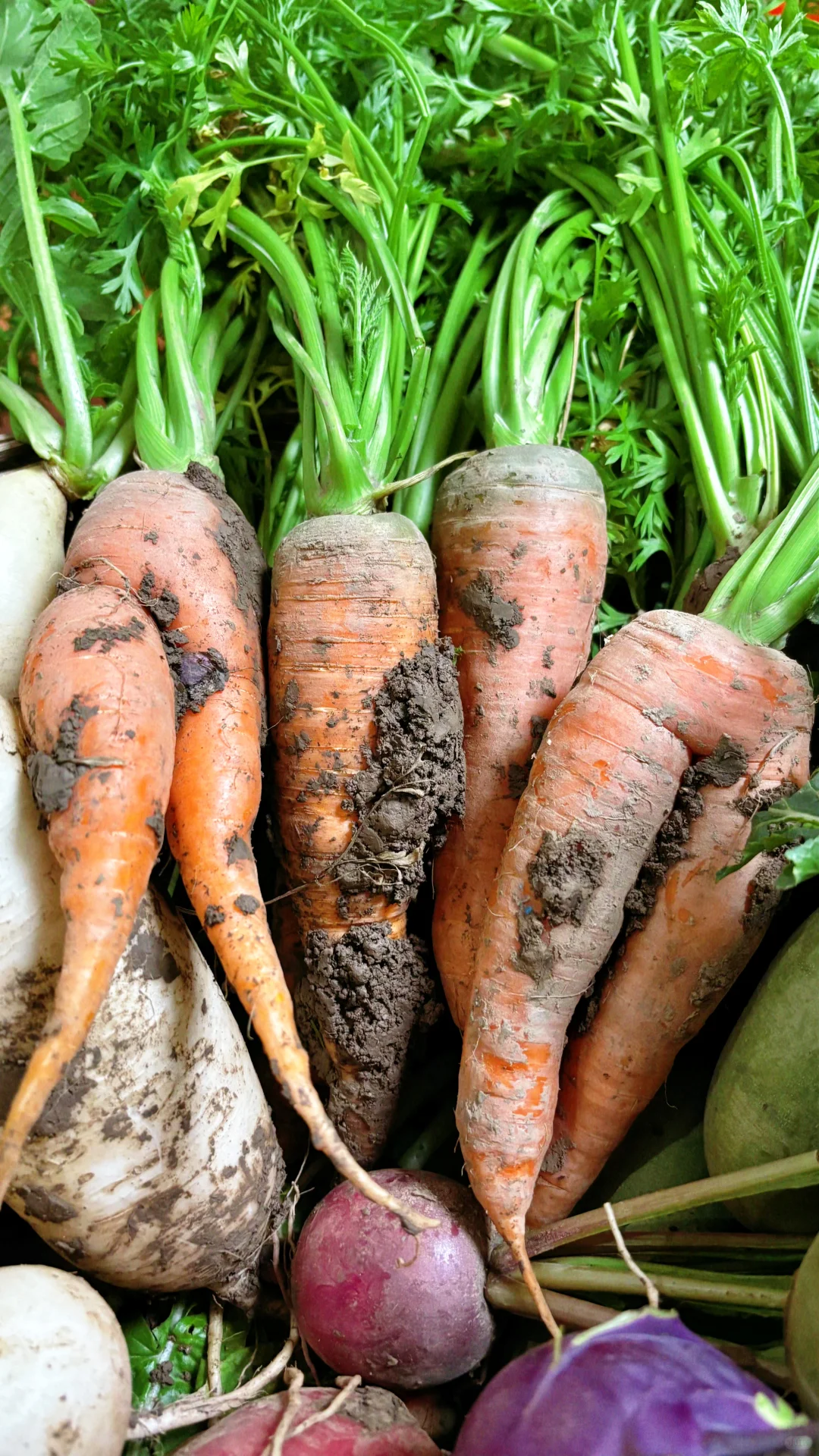 冬季菜园子能收什么菜呢？