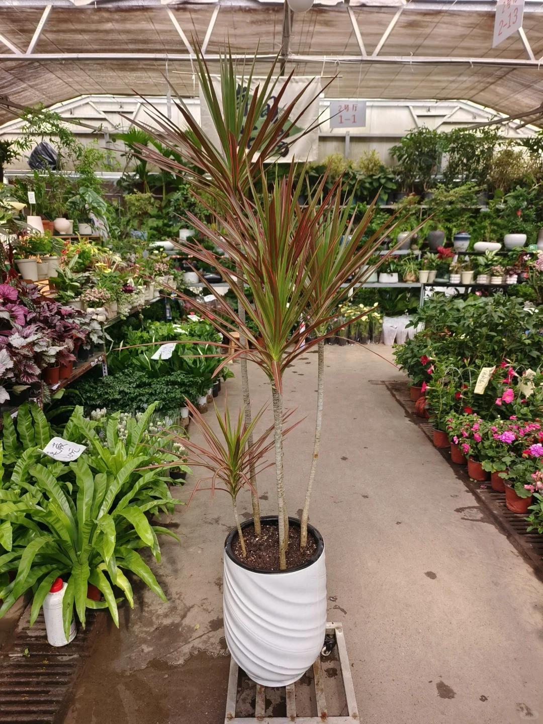 绿植软装是家里最好的软装?绿植软装