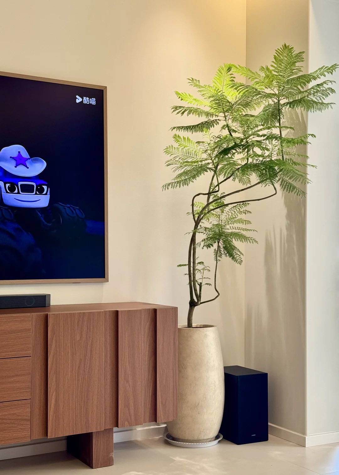 两百多的绿植买到赚到