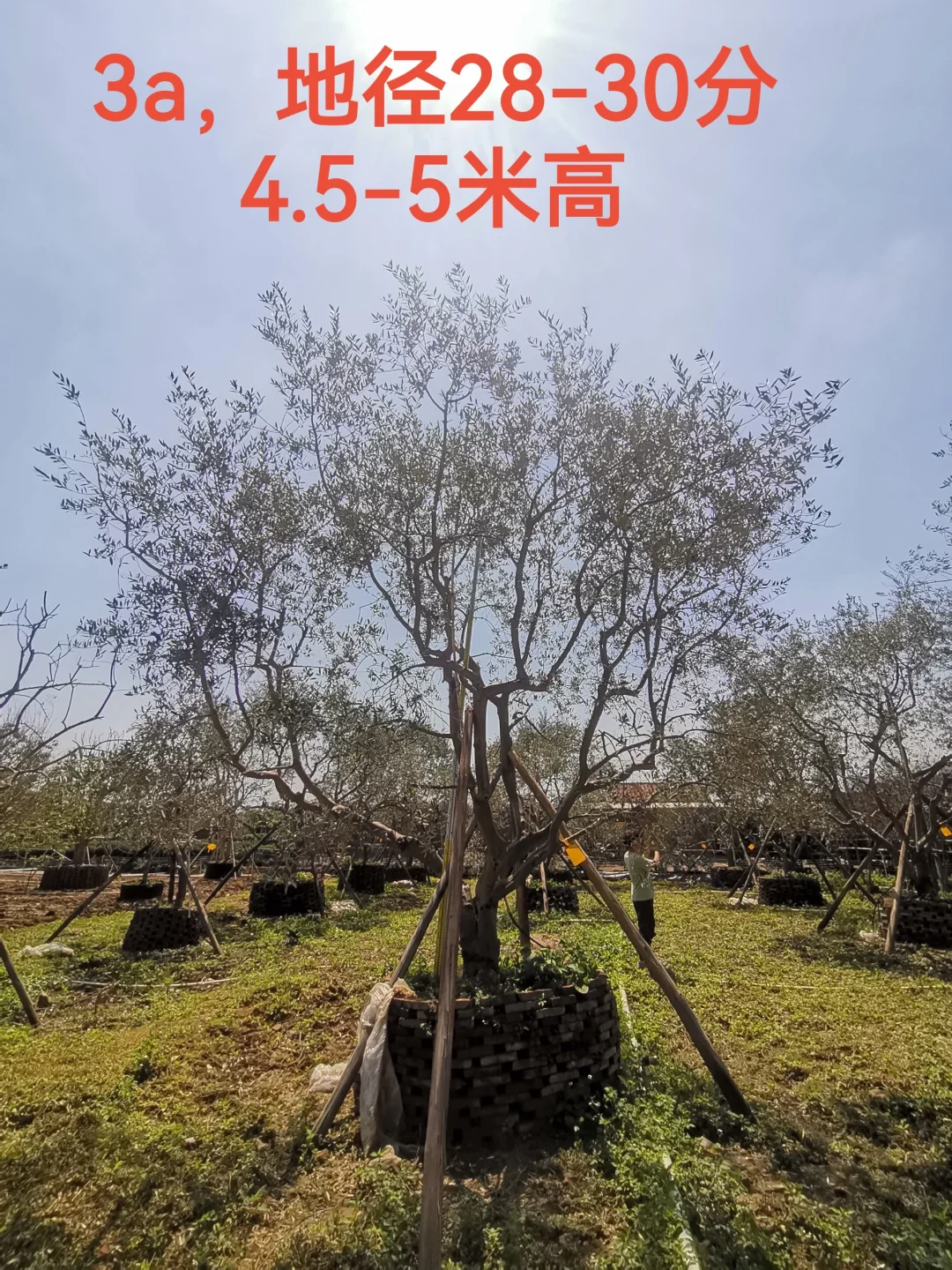 精品油橄榄