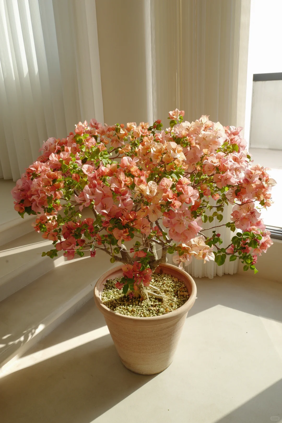 这棵大日落 每年开春都给我惊喜！