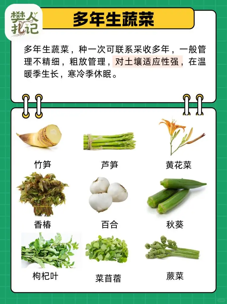 蔬菜清单（下）?种什么菜？什么菜好种？