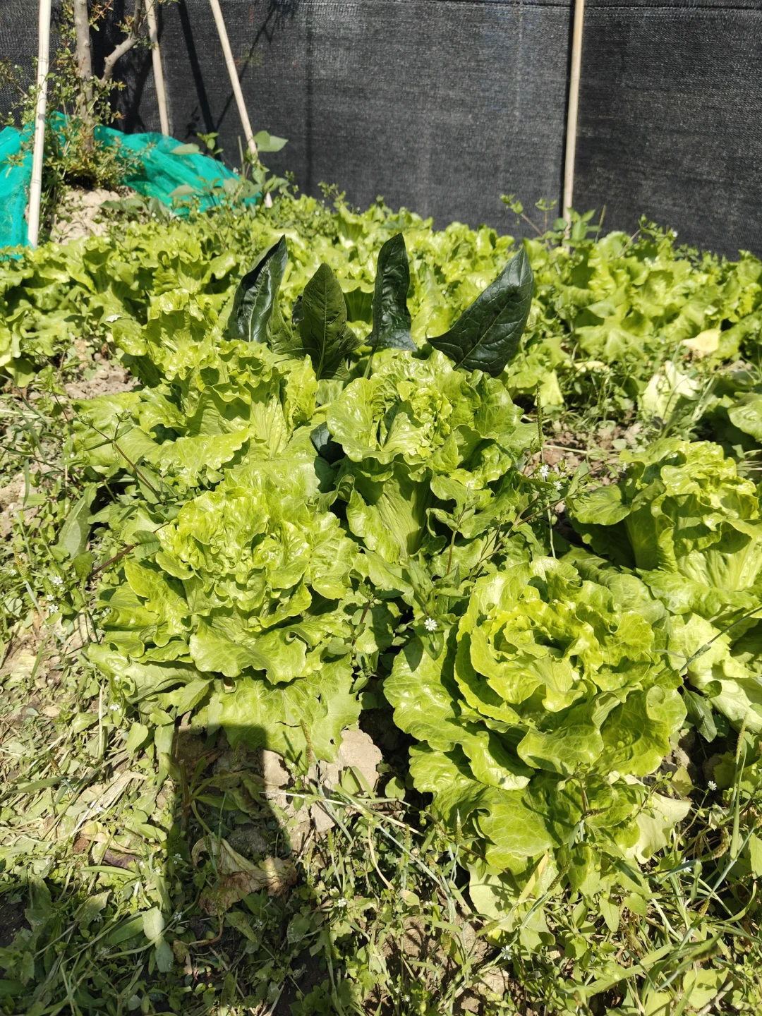 来看看农场里种的菜