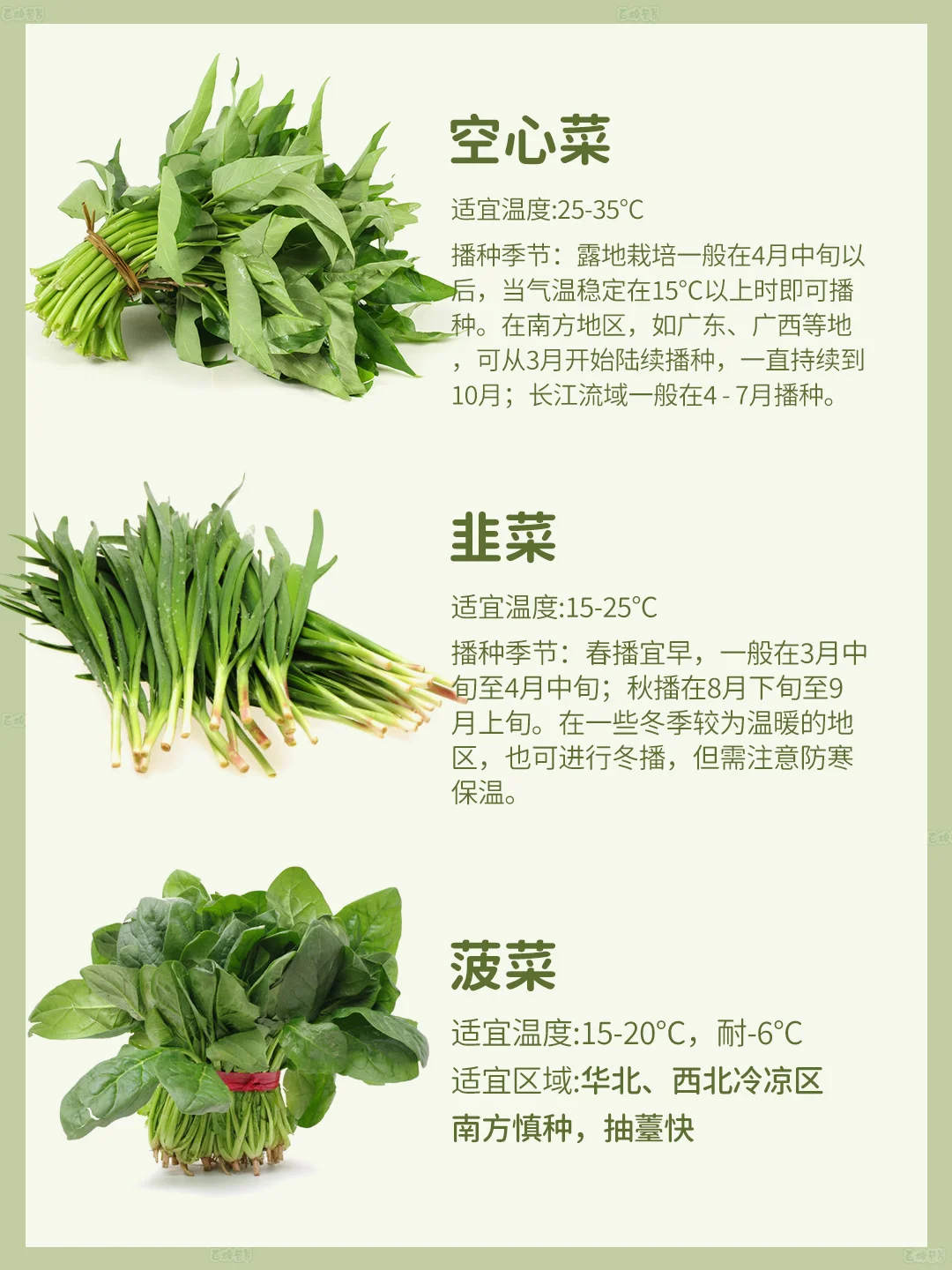 4月种菜季 | 超适合种的叶类菜?