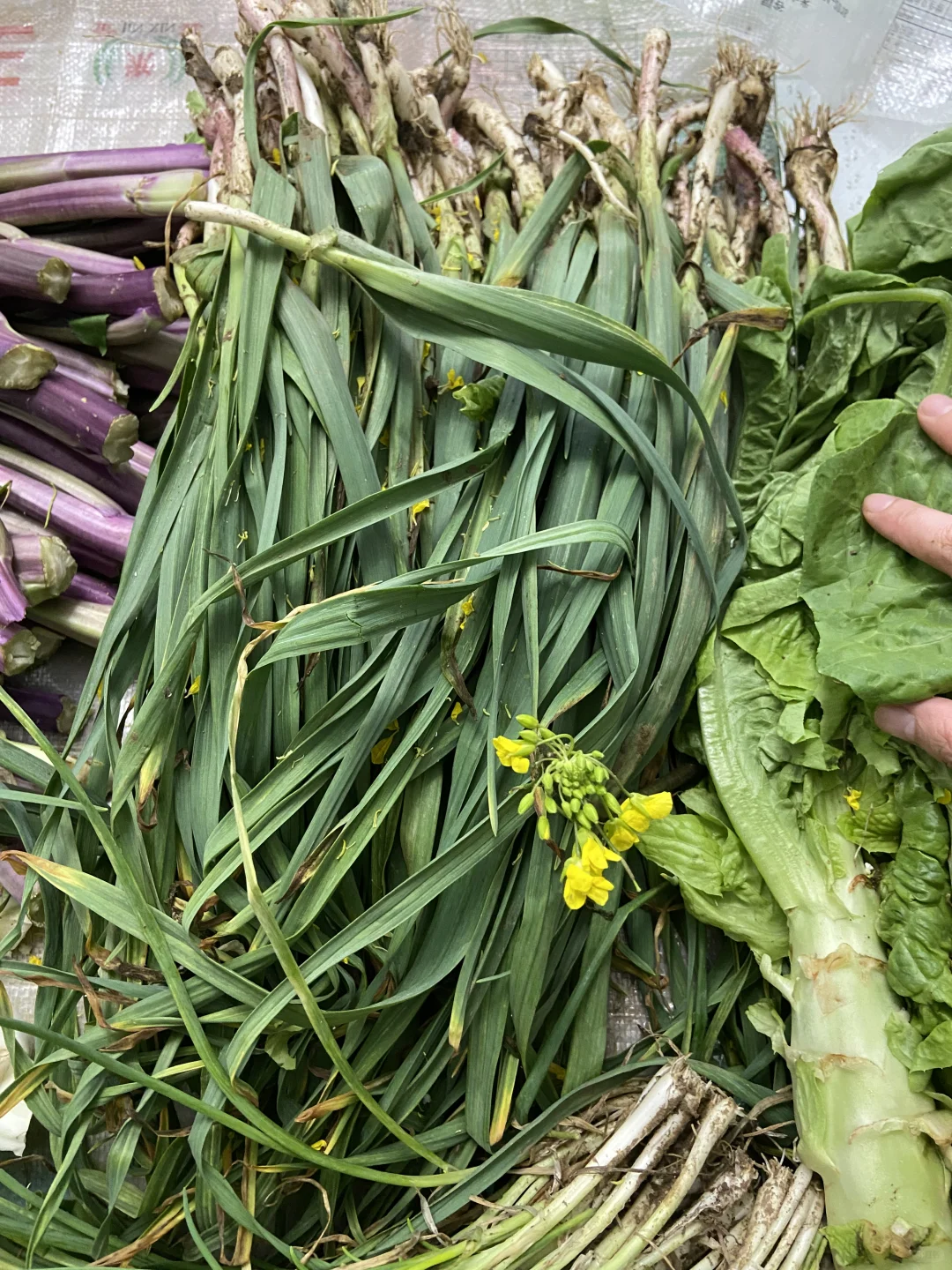 家庭种植有机蔬菜，可与湖北的朋友分享