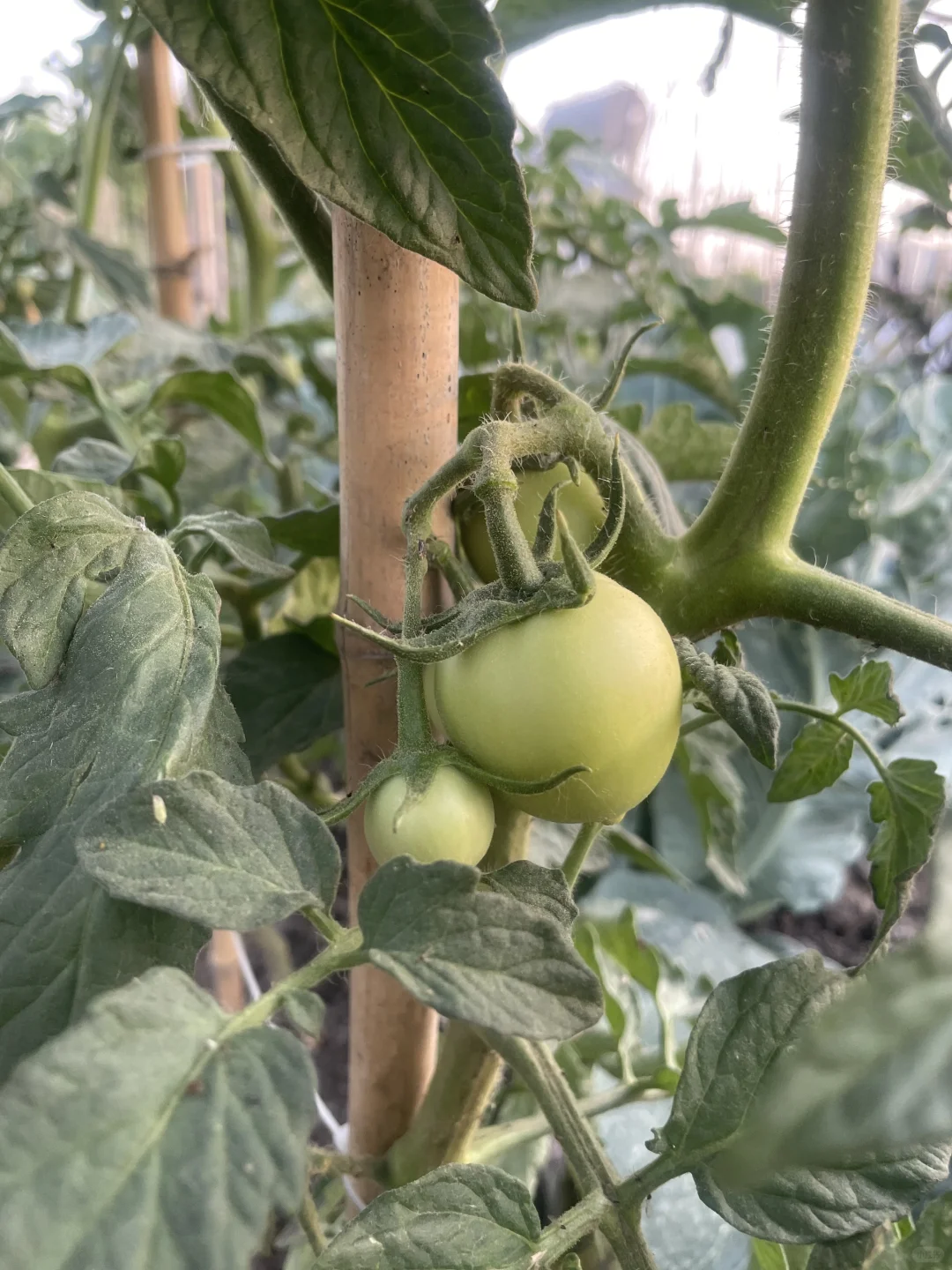 春种的蔬菜开始结果了