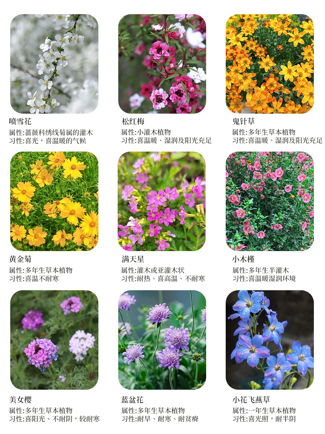 超美魔都街头！上海路边花境绿化植物大赏