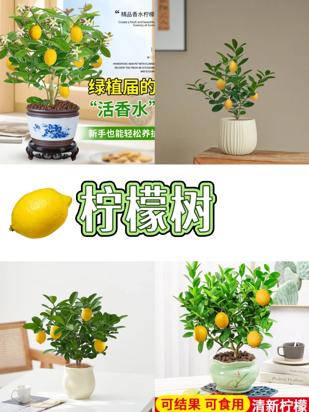 打工人桌面指南‼️自带香气的9⃣️款盆栽