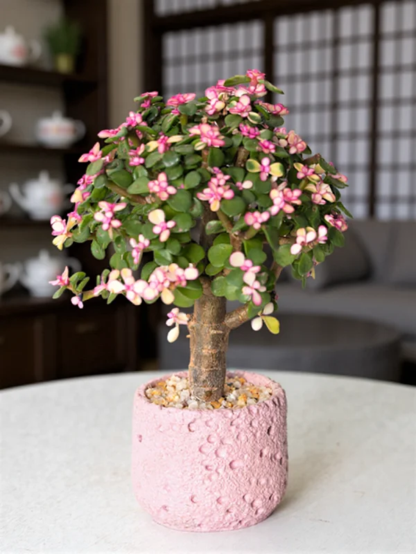 ?把 “温柔粉” 搬进家的神仙绿植✨