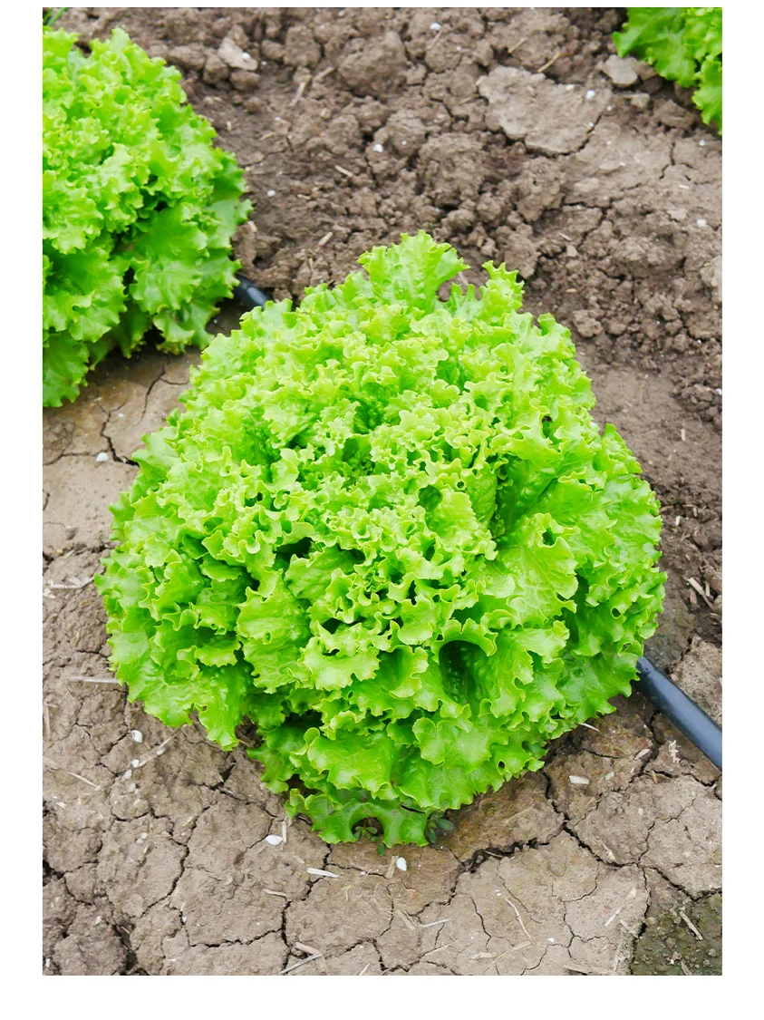 北方冬季室内能种什么菜？种上这些收获满满