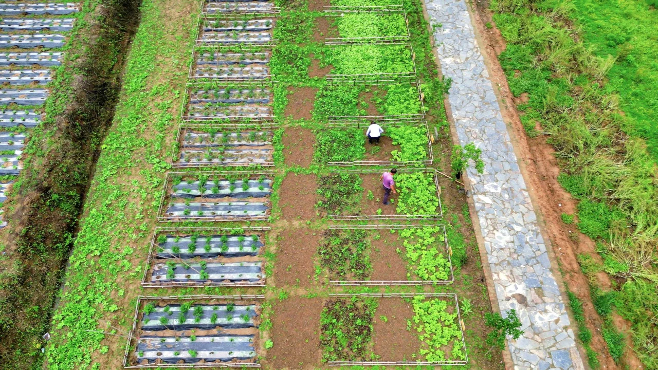 云上认养——打造共享菜园，种出绿色财富