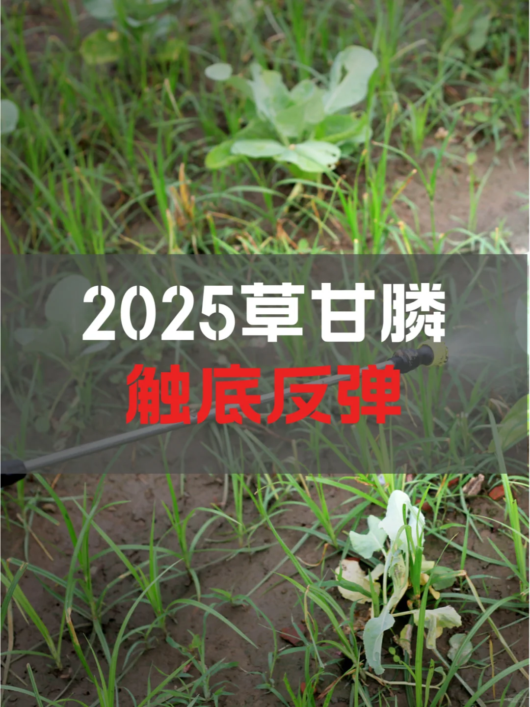 草甘膦价格贴近成本价，2025触底反弹！