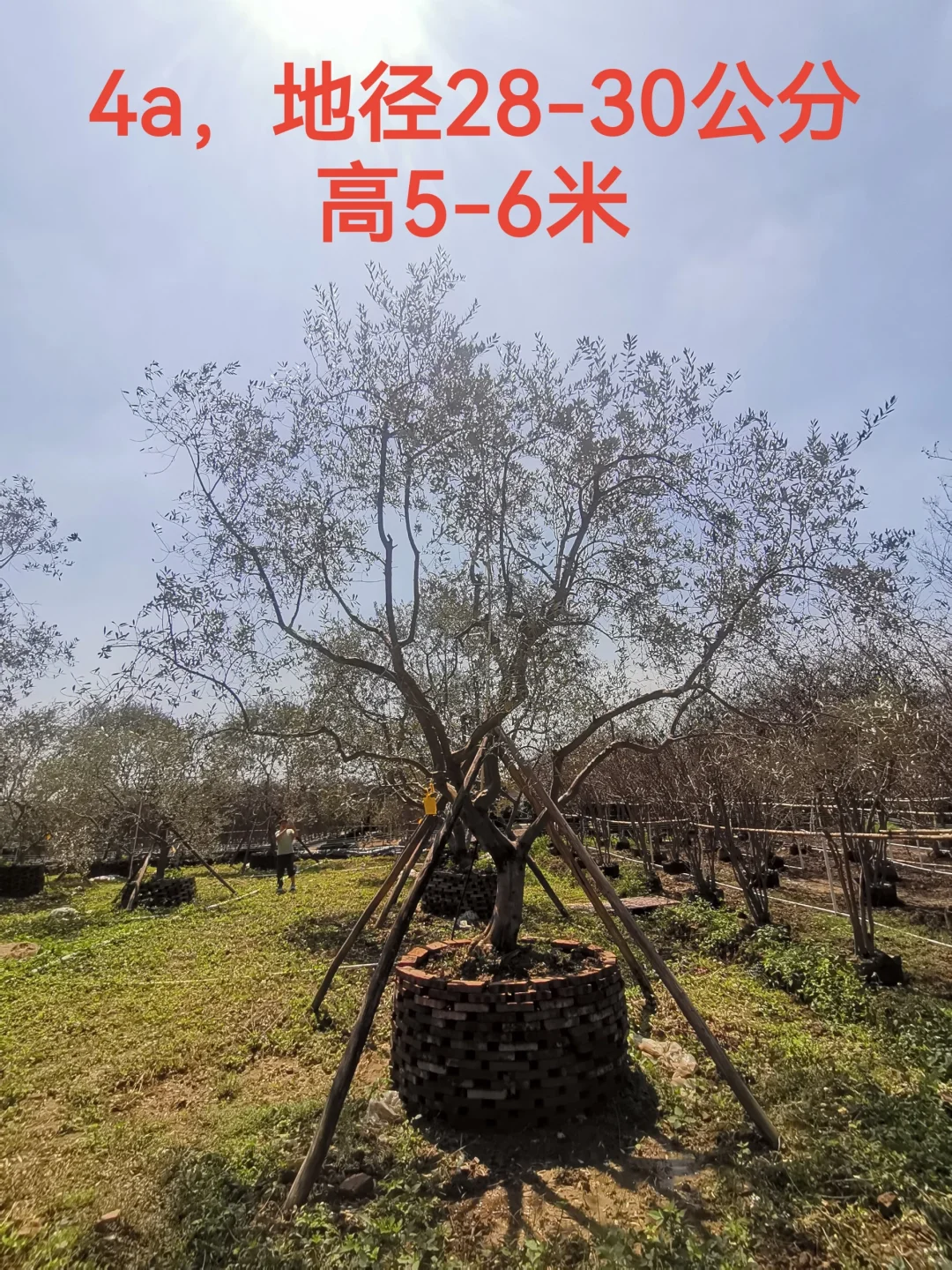 精品油橄榄