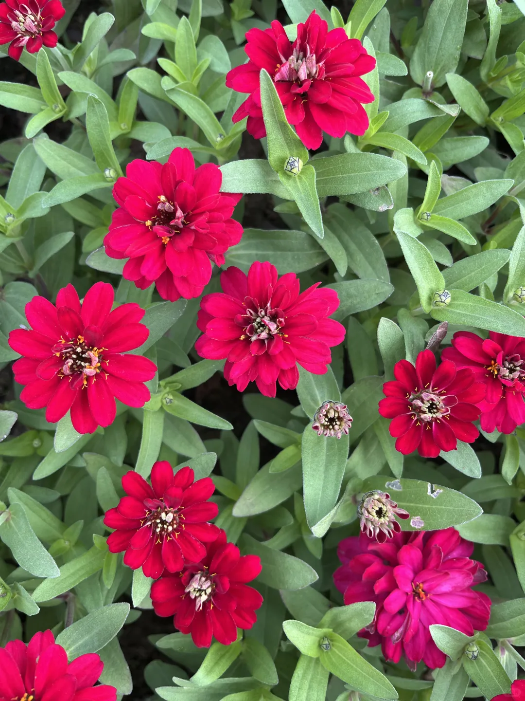 《百日菊，繁花》