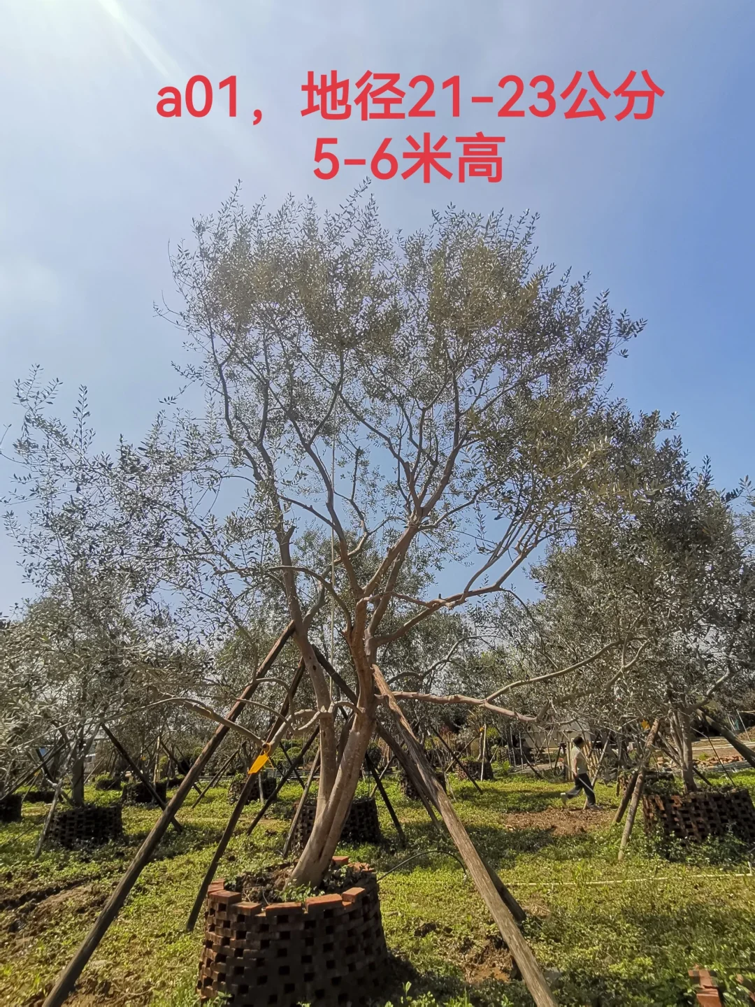 精品油橄榄