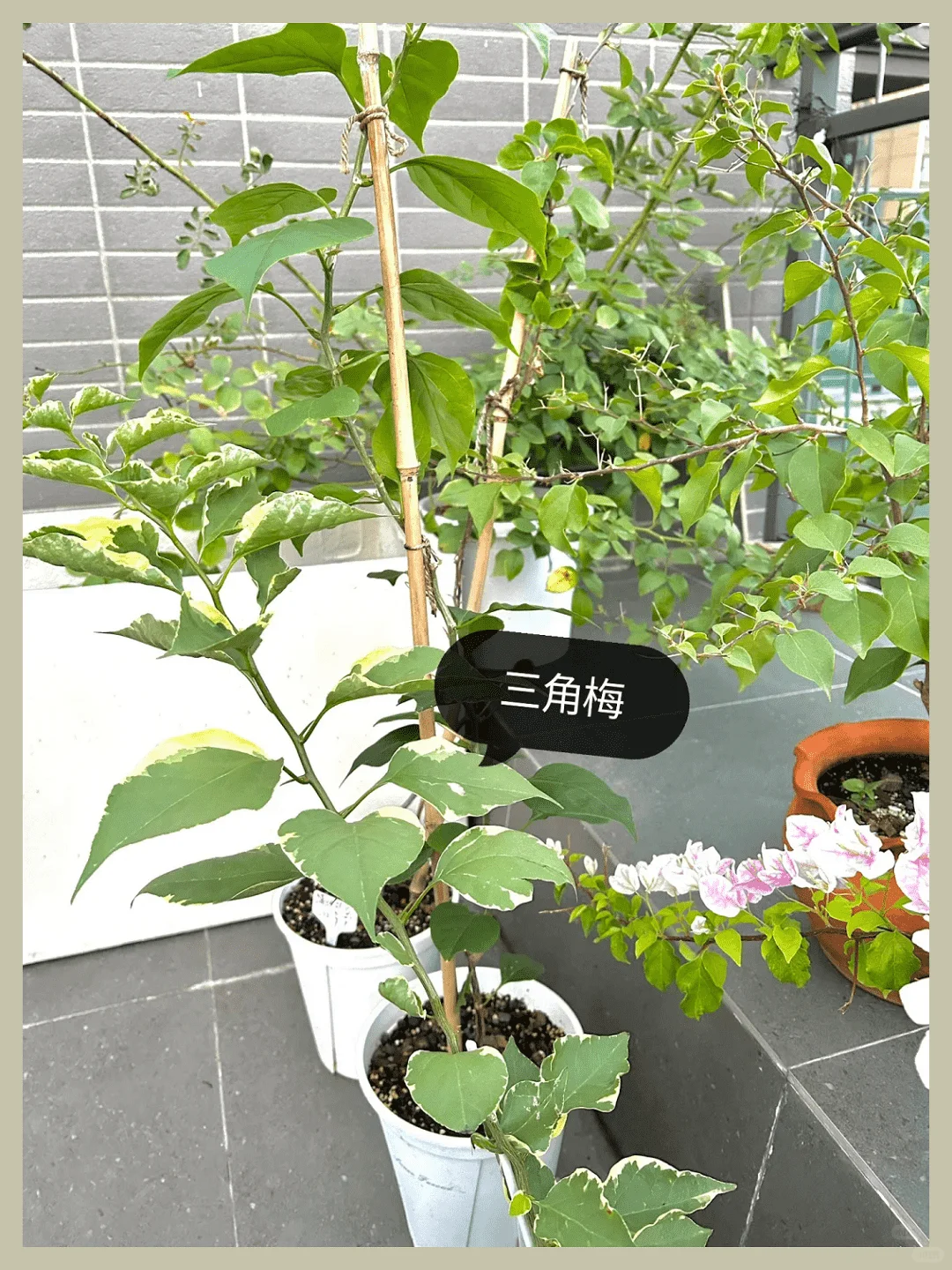 露台改造成绝美花园:高颜值植物