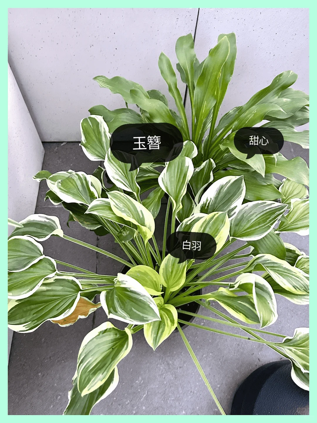 露台改造成绝美花园:高颜值植物