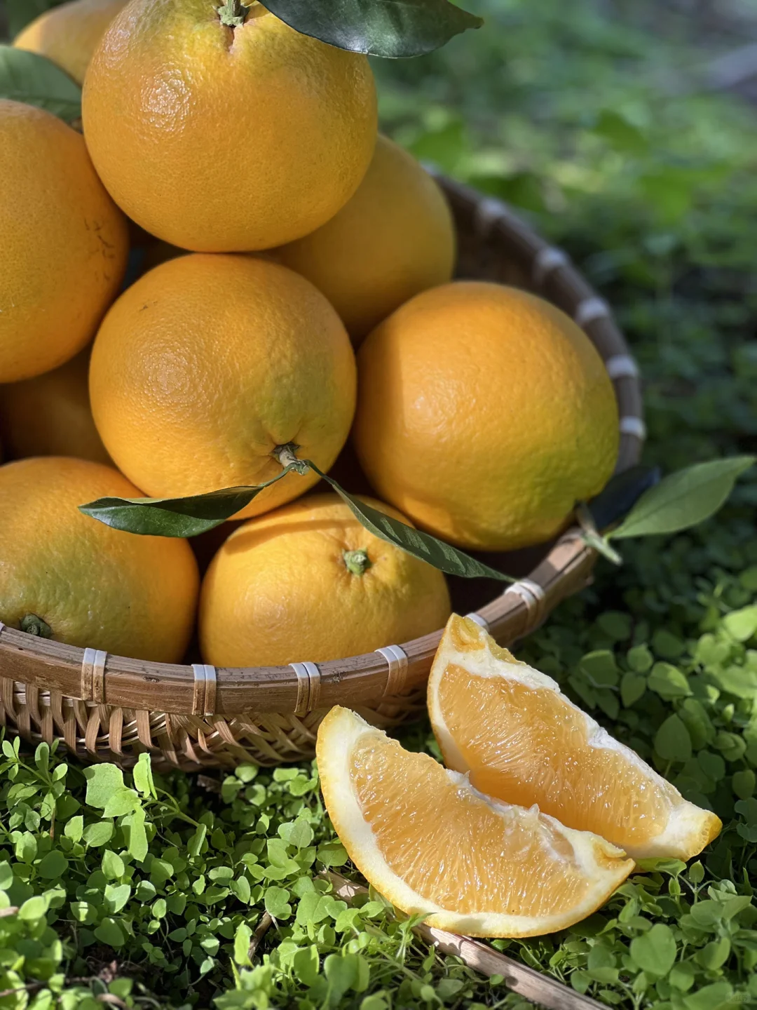 赣南脐橙代理招募|甜蜜事业等你加入