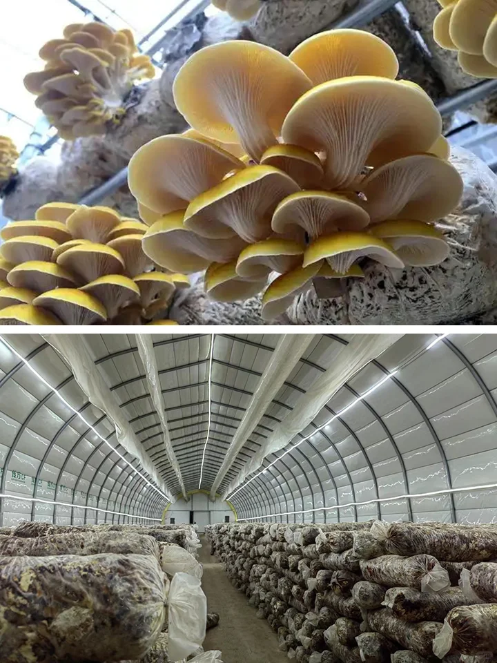 从产业价值看：为何要大力发展食用菌产业